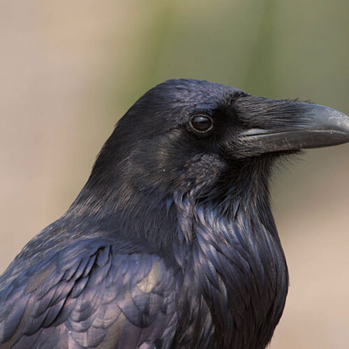 Fighting Foes with Crows